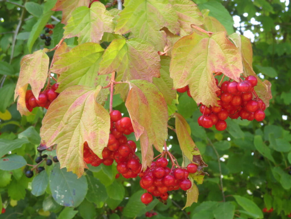Catalogue 20 Viorne en fruits