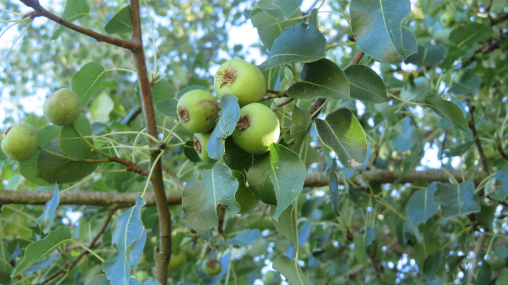 Catalogue 16 Pyrus - fruits