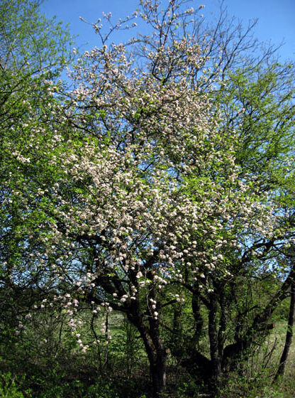 Catalogue 17 Pommier sauvage