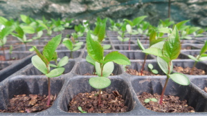 Malus s. en semis (2)