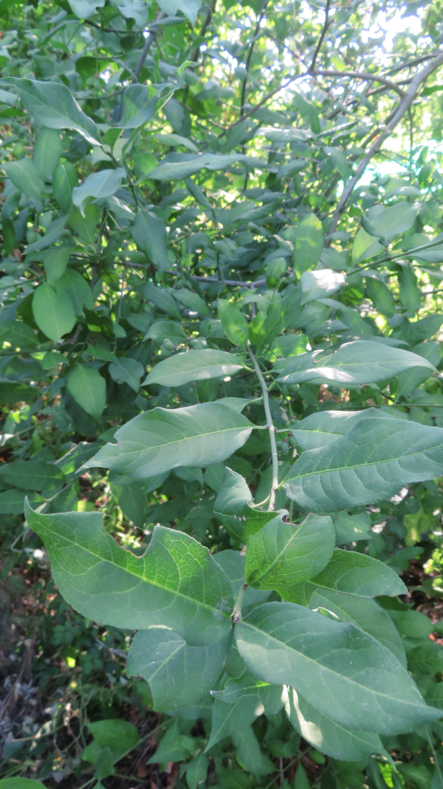 Fusain d'europe - l'arbuste aux fruits éclatants 3 Fusain europe feuillage