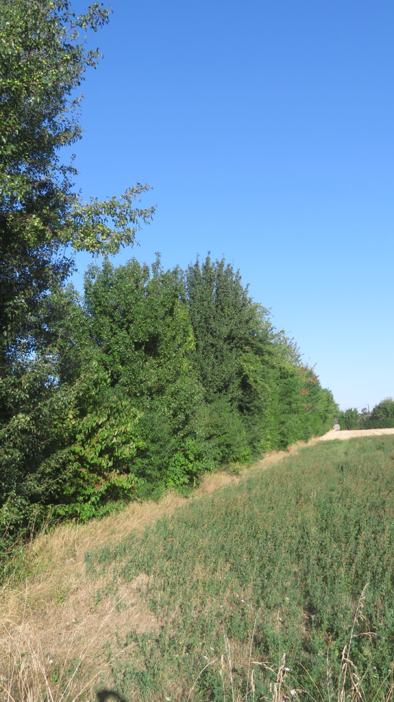 Haie d'arbres et arbustes