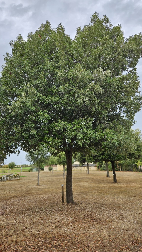 Chêne vert